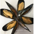 High Quality Frozen Sea Food Shell Green Mussel for Sale